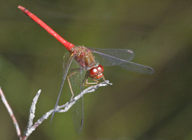 Yellow-legged Meadowhawk